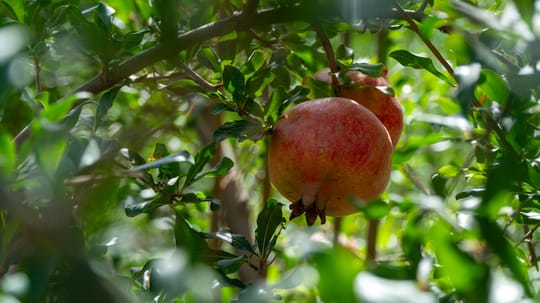 Pomegranate Akrich 2