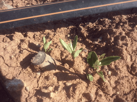 Screenshot 2024 01 24 at 1 00 49 PM