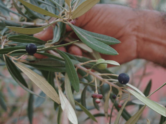 Screenshot 2024 01 25 at 3 13 50 PM