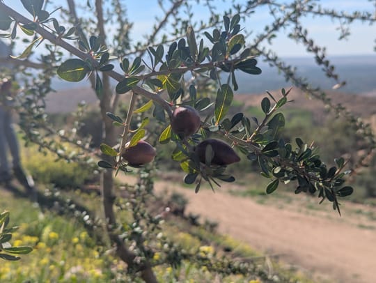 Talat N Mimoun Argan Tree 02 25 19