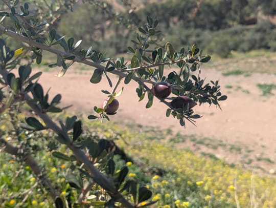 Talat N Mimoun Argan Tree 02 25 22