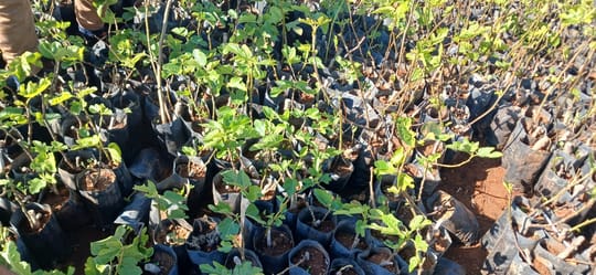 Tanger Tetouan Al Hoceima Nursery 1