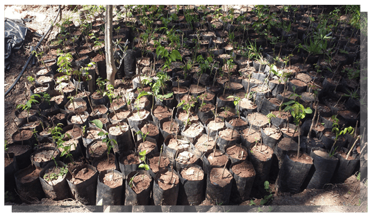 Trees high atlas foundation
