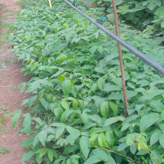 Whats App Image 2022 05 17 at 17 29 22