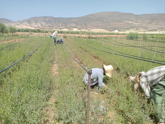 Whats App Image 2024 02 08 at 5 23 09 PM