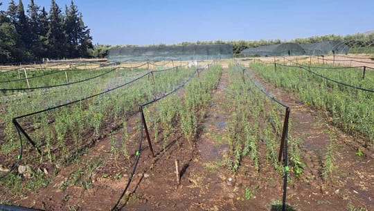 Whats App Image 2024 02 08 at 5 23 12 PM