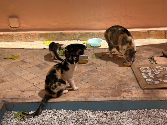 Whats App Image 2024 04 09 at 11 40 59 AM 1