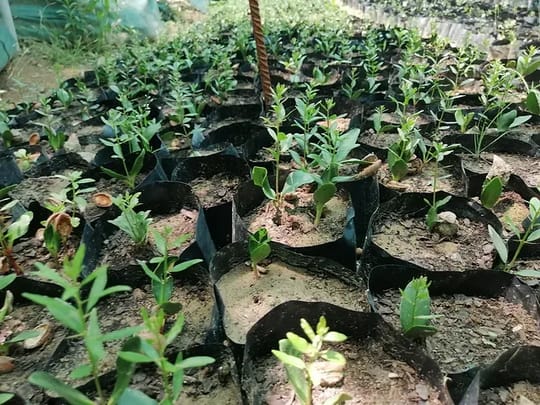 C9ed22 f5424c0776914029a29ce0a36109c0aamv2 jpg