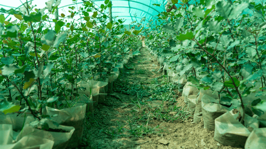 Carob saplings in the greenhouse khenifra nursery october 2024