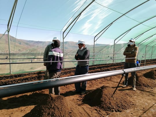 Haf members in a greenhouse