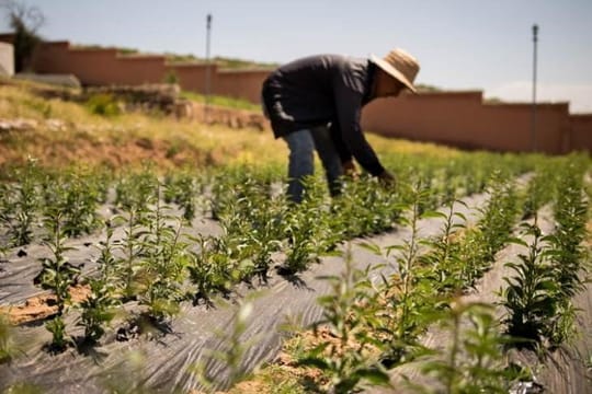 Person standing over rows of plants