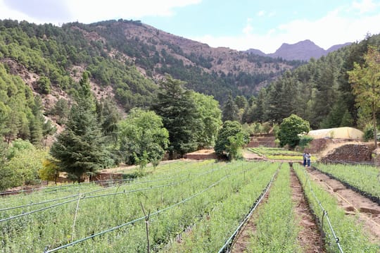 Rows of plants in a field
