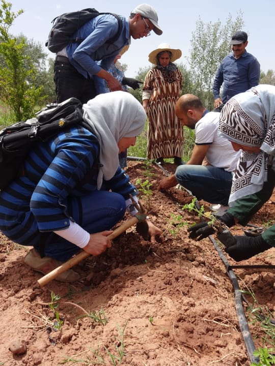 Volunteers planting saplings