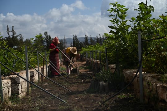 Women involve in weeding the nusery in Ain leuh nursery September 2024