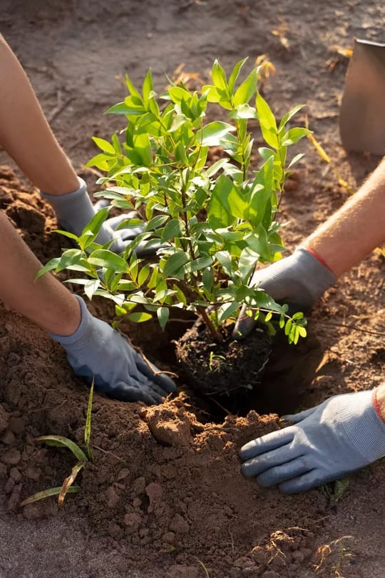 1690767470people planting tree countryside