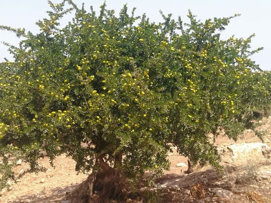 Argan4