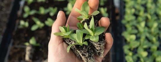 BLO Gplant 1400x