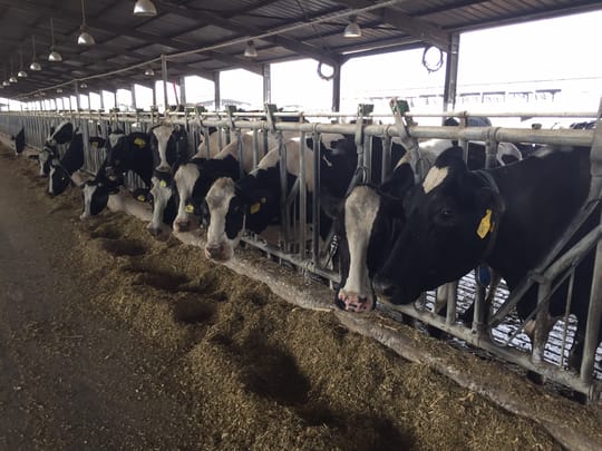 Cows 2