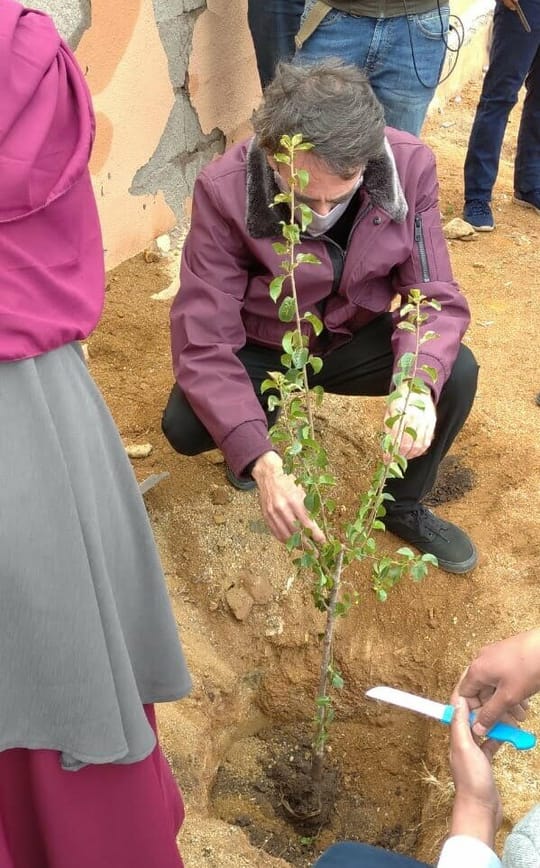 Yossef tree