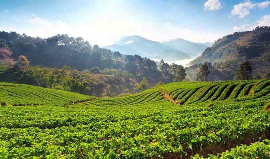 Agroforestry MNC