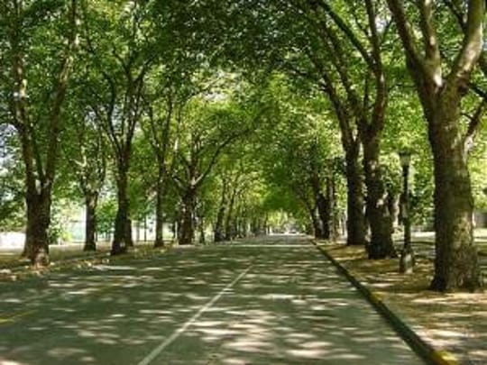 Uypc6gerr4 trees