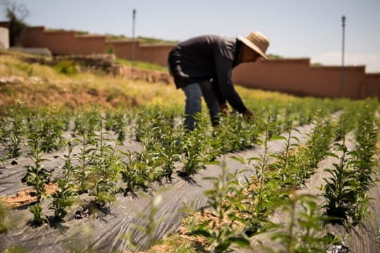 Caring for the organic fruit tree nursery