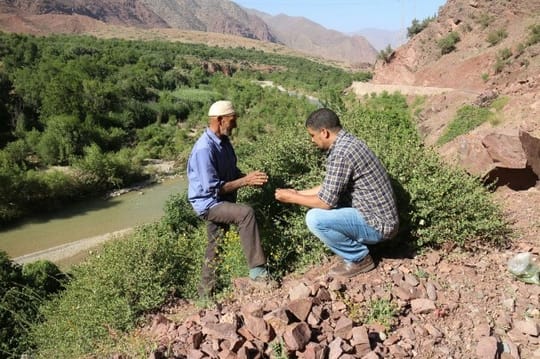 Conserving traditional crop diversity