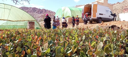 Field of crops with volunteers