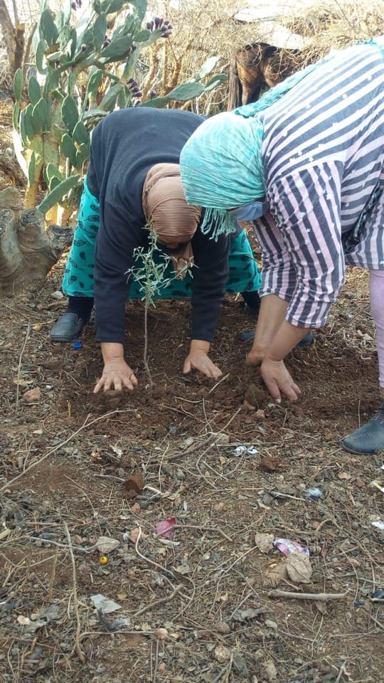 Planting carob trees