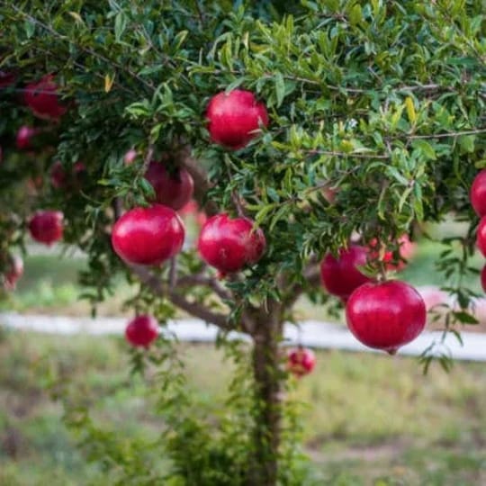 Pomegranate F