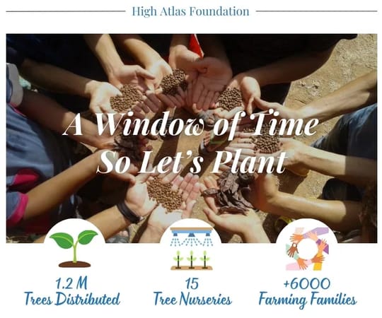 Tree planting 1