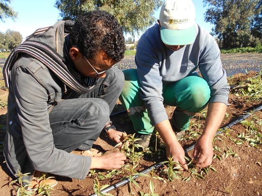 Two people planting saplings